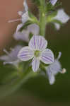 Common gypsyweed